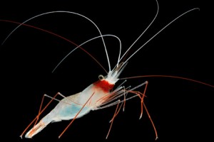 hawaii-shrimp